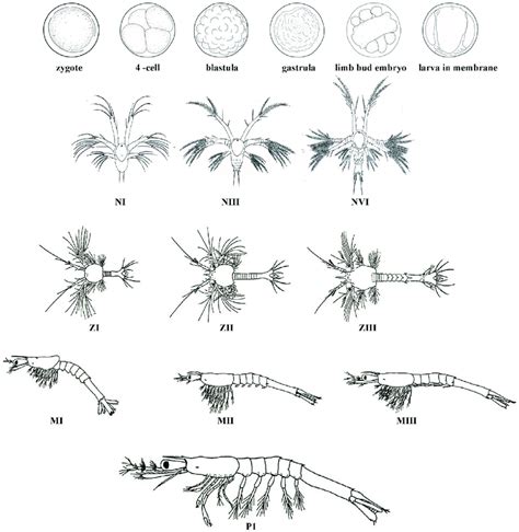 Embryonic and larval stages during early development of L. vannamei.... | Download Scientific ...