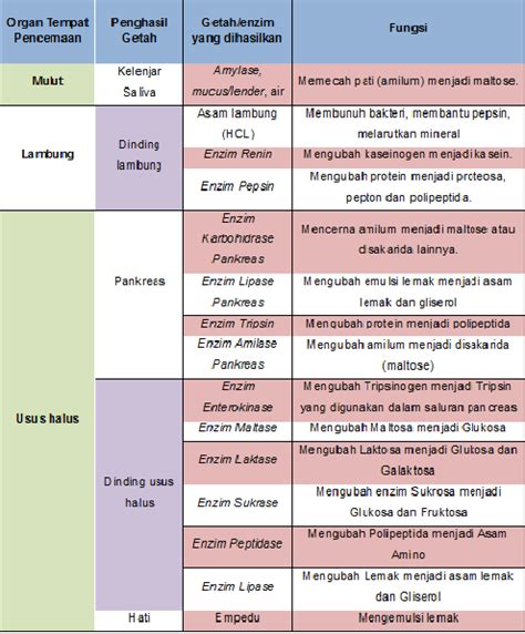 Enzim Dalam Sistem Pencernaan - Homecare24