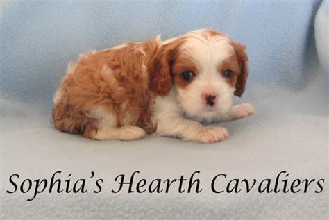 Cavalier King Charles Spaniel Puppy for Sale - Adoption, Rescue for Sale in Flagstaff, Arizona ...