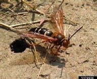 Do you recognize this large wasp found in landscapes now? – Center for Urban Agriculture