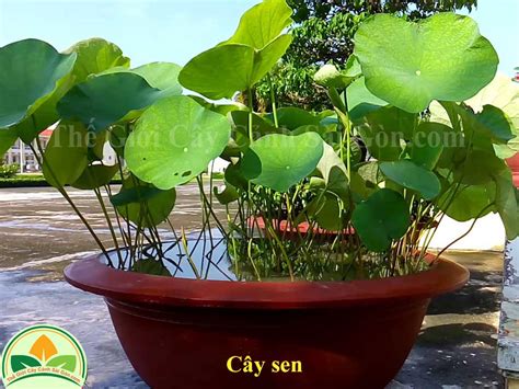 Cây hoa sen - Thế Giới Cây Cảnh Sài Gòn