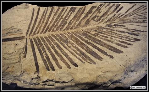 fossil impression of cycad leaf found in 75 million year old deposit in california | Amber ...