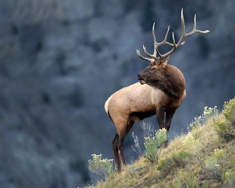 Bull Elk Wallpapers - Top Free Bull Elk Backgrounds - WallpaperAccess