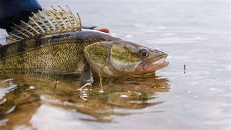 Discover the Largest Walleye Ever Caught in Indiana - A-Z Animals