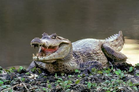 Spectacled Caiman | Fun Animals Wiki, Videos, Pictures, Stories