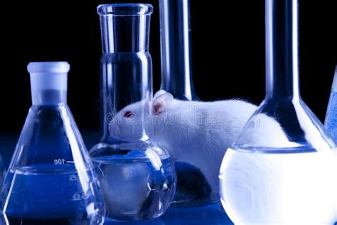 Rat in Lab. Animal Experiments Stock Photo - Image of liquid, pipette: 17677934