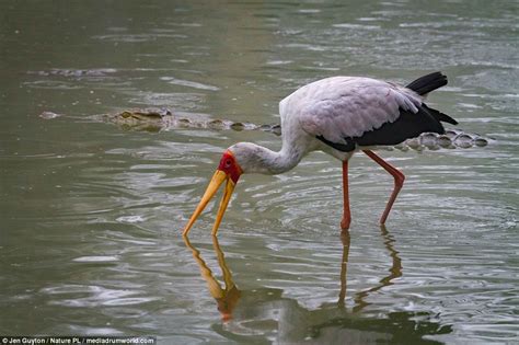 Crocodiles demonstrate incredible hunting skills in Kenya | Daily Mail Online