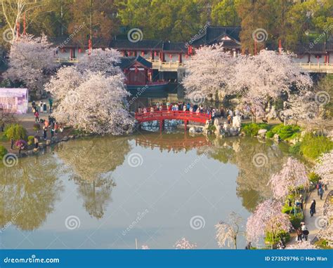 Wuhan East Lake Mountain Cherry Blossom Garden Spring Scenery Stock ...