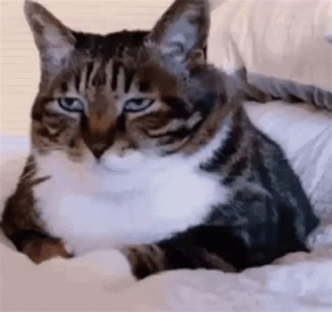 Bummed Cat Annoyed Cat GIF - BummedCat AnnoyedCat - Discover & Share GIFs