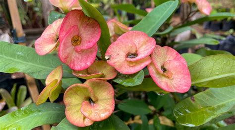 Create a Flourishing Indoor Garden with These 31+ Flowering Houseplants