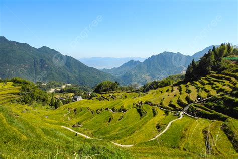 Terraced Paddy Field Landscape Photography Background, Terraced Field, Paddy, Rice Background ...