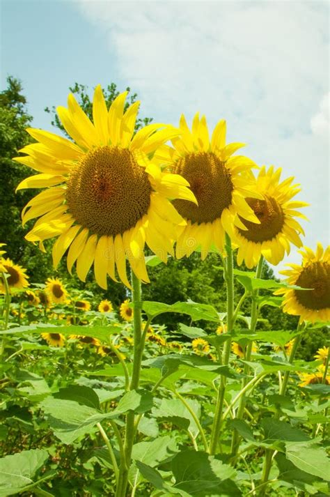 Row of sunflowers stock photo. Image of outdoors, field - 44038988