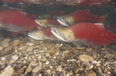 Sockeye Salmon Spawning Photograph by F. Stuart Westmorland