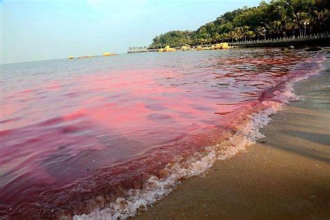 赤潮图片,海水赤潮,赤潮现象_大山谷图库