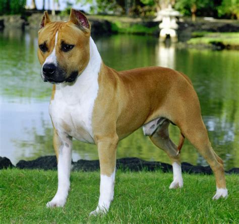 American Staffordshire Terrier is ready to run - Pet Paw