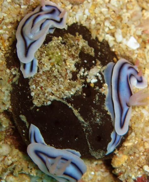 Conoce todo sobre el Chromodoris lochi, un molusco muy extraño - Mis Animales