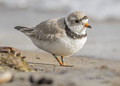 Endangered Piping Plover Pays a Visit | Birds Canada | Oiseaux Canada