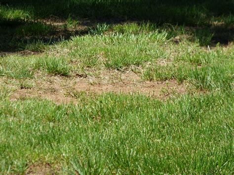 Can A Brown Lawn Be Saved - How To Revive A Dead Lawn | Gardening Know How