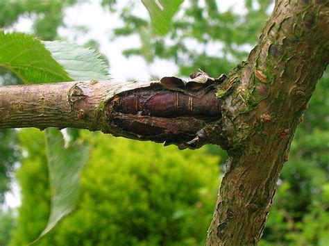 Bacterial Canker Control - How To Treat Bacterial Canker On Trees ...