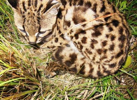 Rare Margay Cat Gives Birth to Healthy Kitten at Animal Sanctuary ...