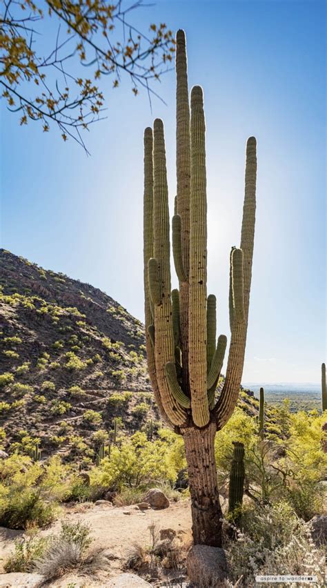 Pinnacle Peak Park: An Easy Hike and Pretty Views in Scottsdale, Arizona