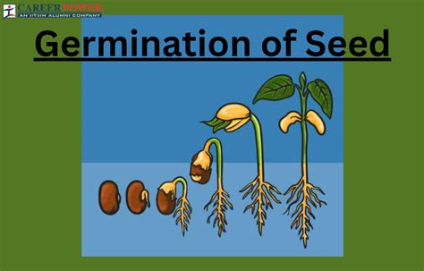 Seed Germination: Definition, Process, and Factors Affecting the Process