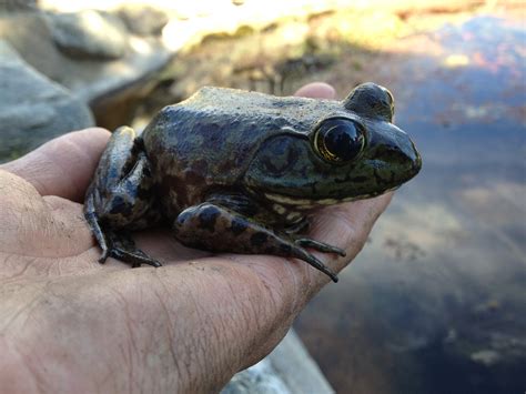 Bullfrog tadpoles - Lookup BeforeBuying