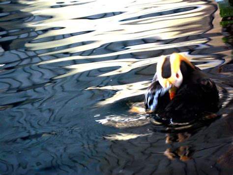 Tufted Puffin Breeding II by pteronychus on DeviantArt