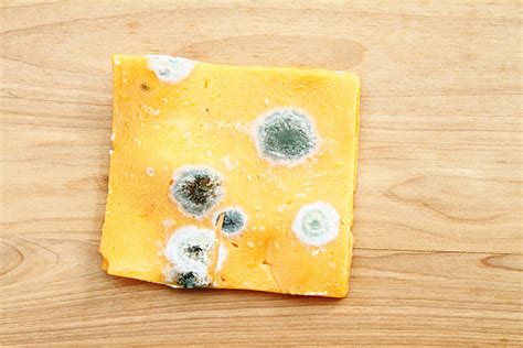 Cheese Mold Stock Photos, Pictures & Royalty-Free Images - iStock