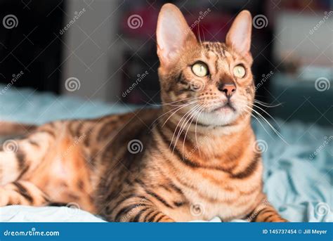 Bengal Cat with Big Yellow Eyes Stock Photo - Image of bengal, chops: 145737454