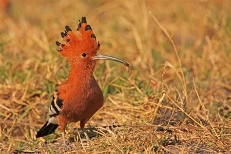 Birds On Safari: 10 Most Common African Birds in the Savanna