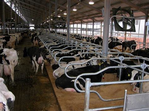 cows in milking stalls | Frequently Asked Questions on Free Stall Dairy ...