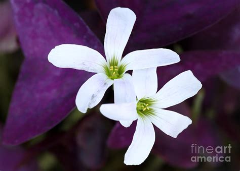 Purple Queen Flowers Photograph by Sabrina L Ryan - Fine Art America