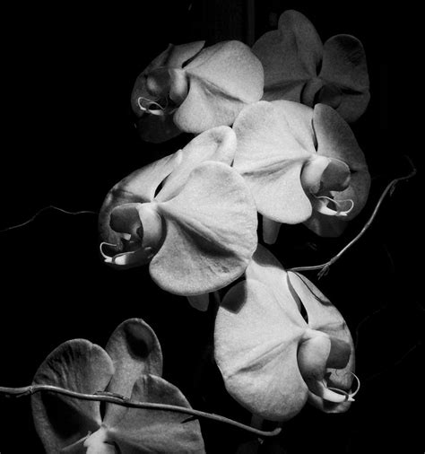 Black And White Orchid Photograph by Maryam Shakeri | Fine Art America