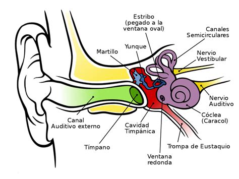 Partes del oído interno