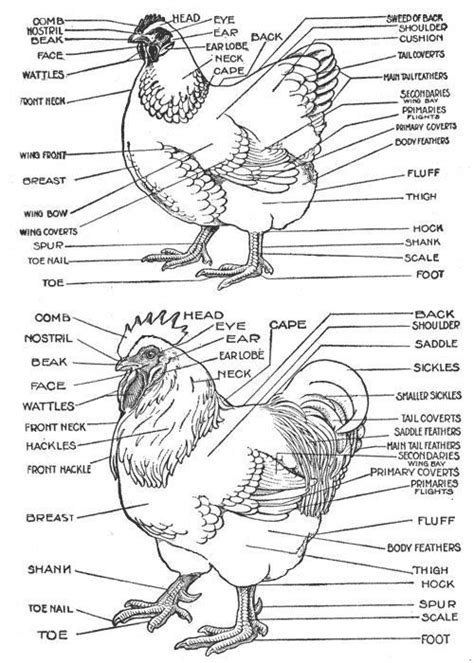 Chicken Brain Anatomy