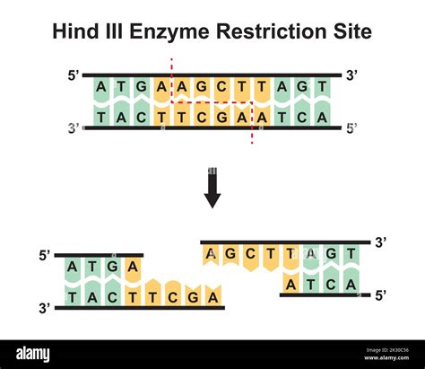 Hind III Enzyme Restriction Site. Vector Illustration Stock Vector ...