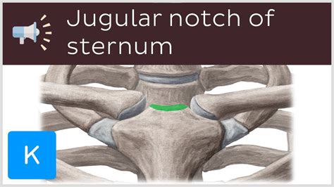 Sternal Notch