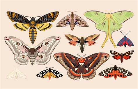 Moths Vs Butterflies: What Is The Difference Between Moth And Butterfly?