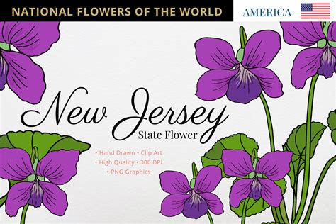 New Jersey State Flower Graphic by Hanatist Studio · Creative Fabrica