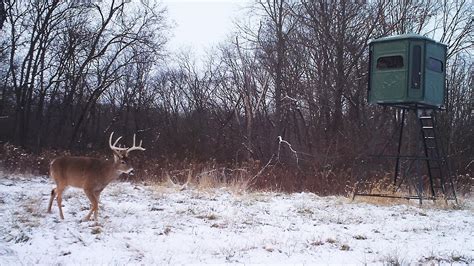 Winter Feeding Of Deer Guidelines | BestHuntingAdvice