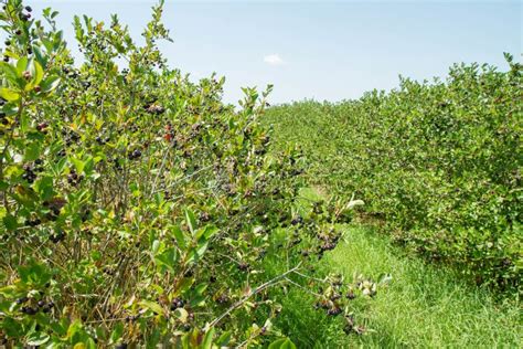 Aronia chokeberries stock photo. Image of summer, harvest - 97552598