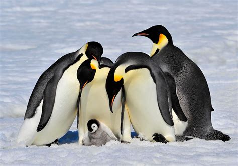 Emperor Penguins Are Threatened – Study Recommends Special Protection