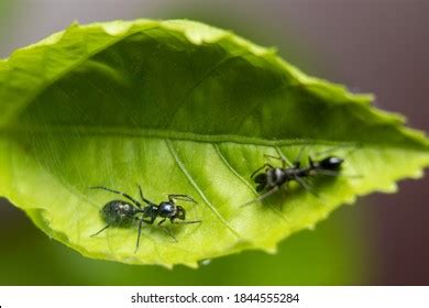 813 Ant mimicking spider Images, Stock Photos & Vectors | Shutterstock