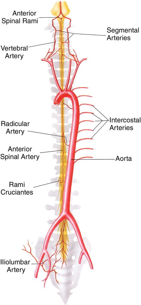 About: Anterior spinal artery