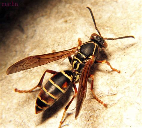 Paper Wasp - Polistes Fuscatus - North American Insects & Spiders