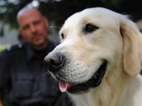 Police dog... | Labrador retriever, Golden retriever, Police dogs