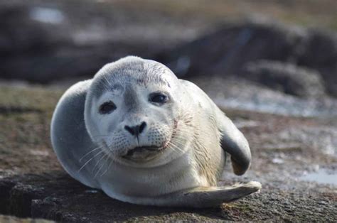 Free picture: harbor, sea lion, mammal, phoca, vitulina