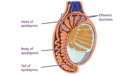 Epididymis - Labster