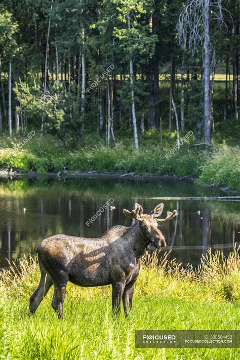 Bull Moose with antlers in velvet at wild nature — plants, trees ...